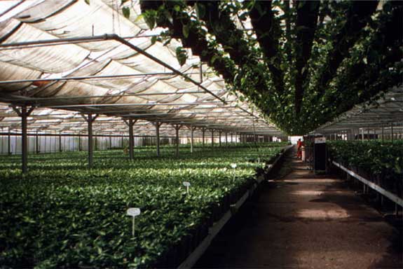 Inside Greenhouse