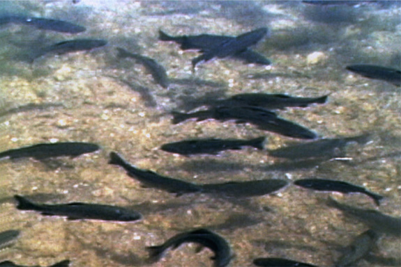 Aquaculture (fish)