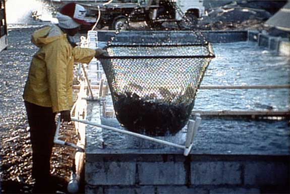 Fish Farming