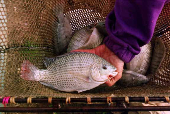 Fish Closeup