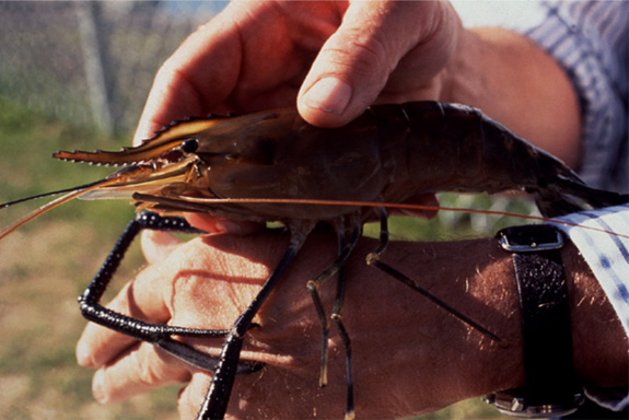 Prawn Closeup